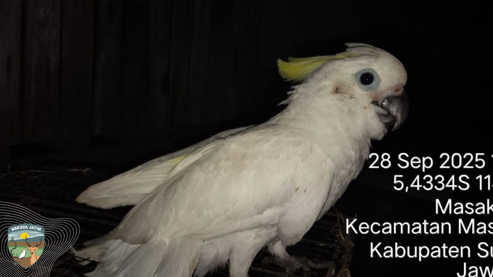 Anakan Kakatua Kecil Jambul Kuning Terselamatkan Di Masakambing