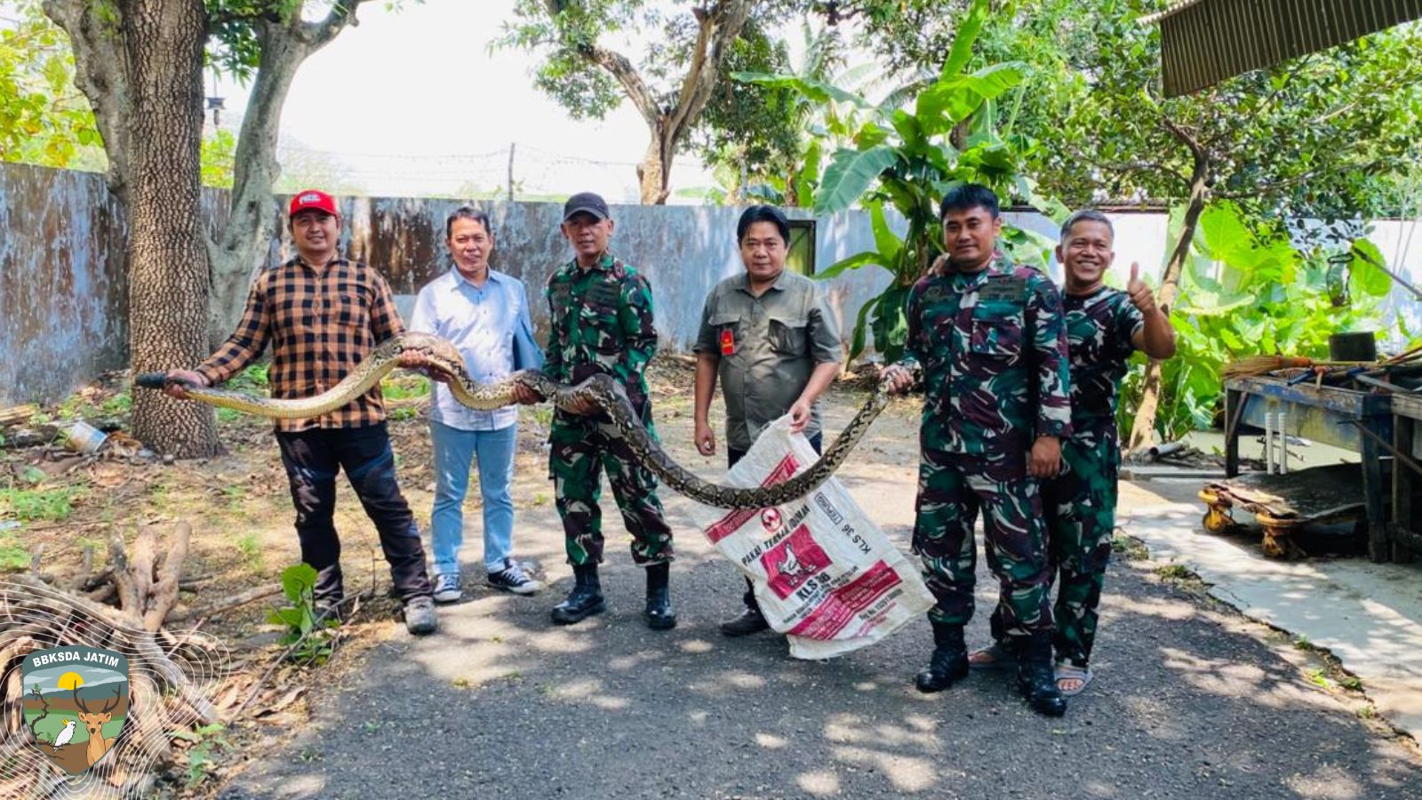 Geger Lanud Iswahyudi, Ular 5 Meter Berhasil Dievakuasi