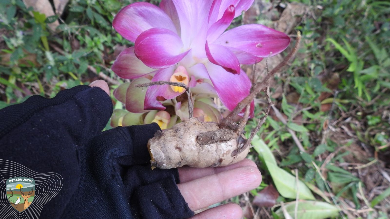 Kunir Kebo, Rempah Endemik Jawa Timur Yang Bangkit dari Catatan 1913 Ke Hutan Pulau Bawean