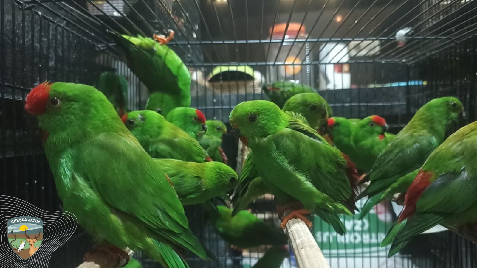 Komplotan Pedagang Satwa Illegal Digulung, Ratusan Burung Diselamatkan