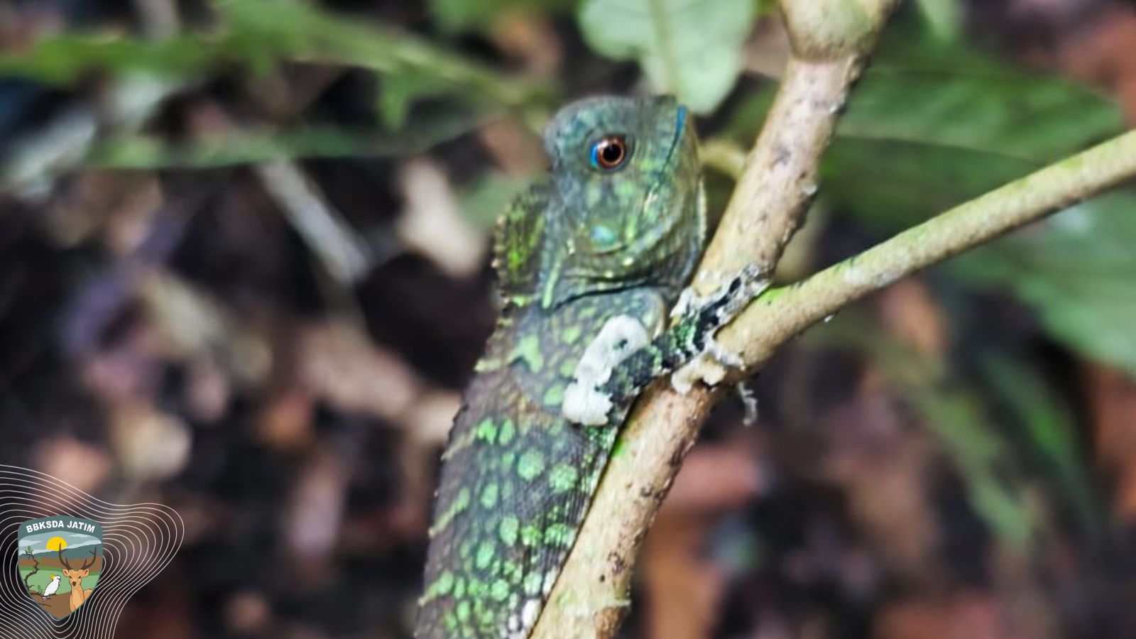 Langka! Naga Hutan Tercatat Pertama Kali di Pulau Sempu