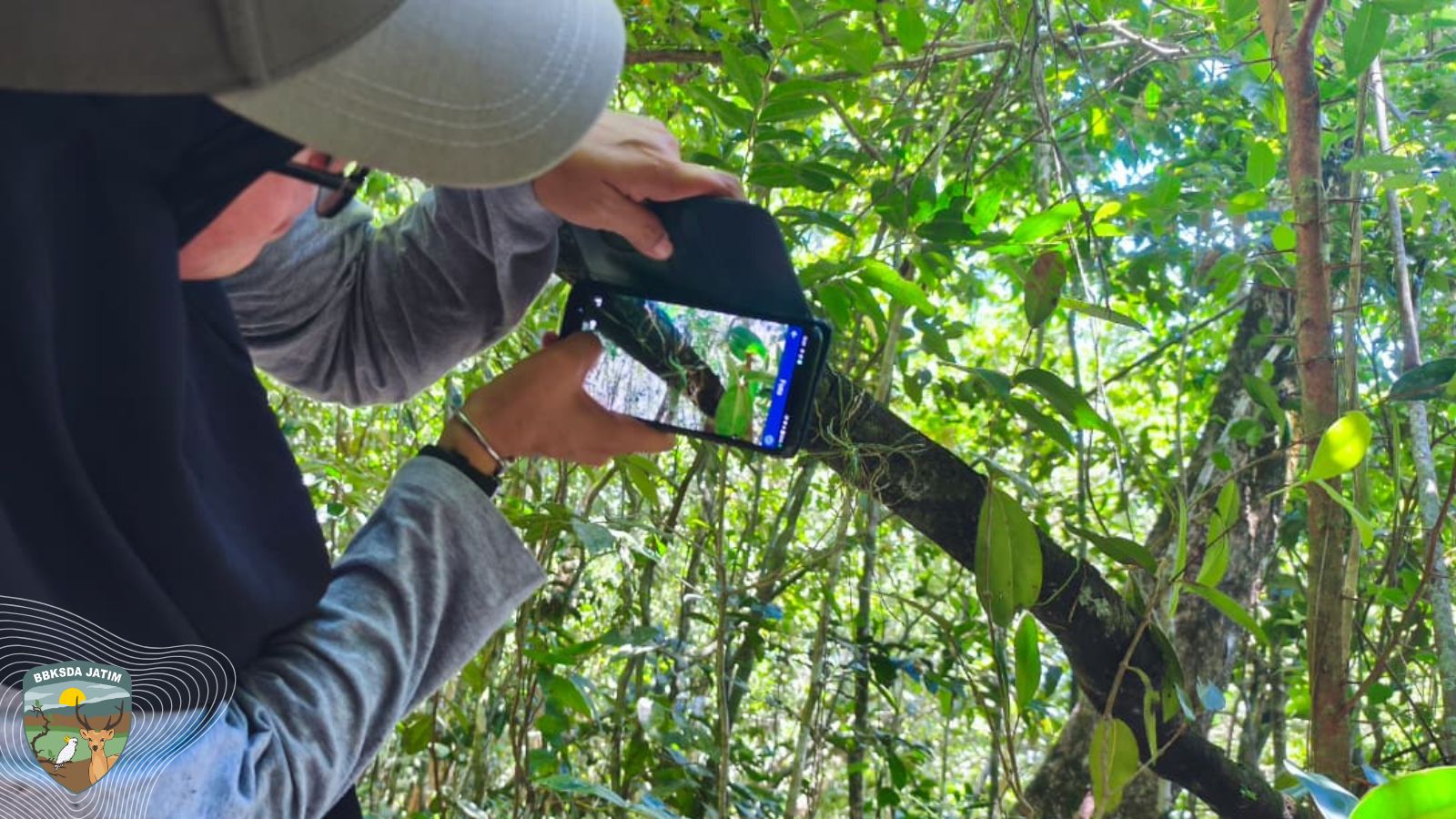Anggrek Hantu dari Cagar Alam Pulau Sempu