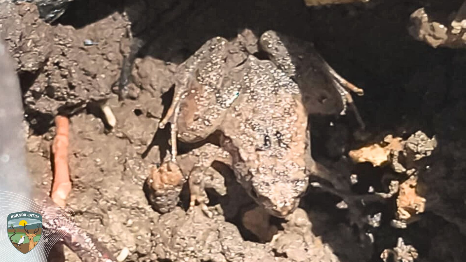 Surga Percil Berselaput di Sudut Pulau Sempu, Menyimpan Masa Depan Hutan Jawa