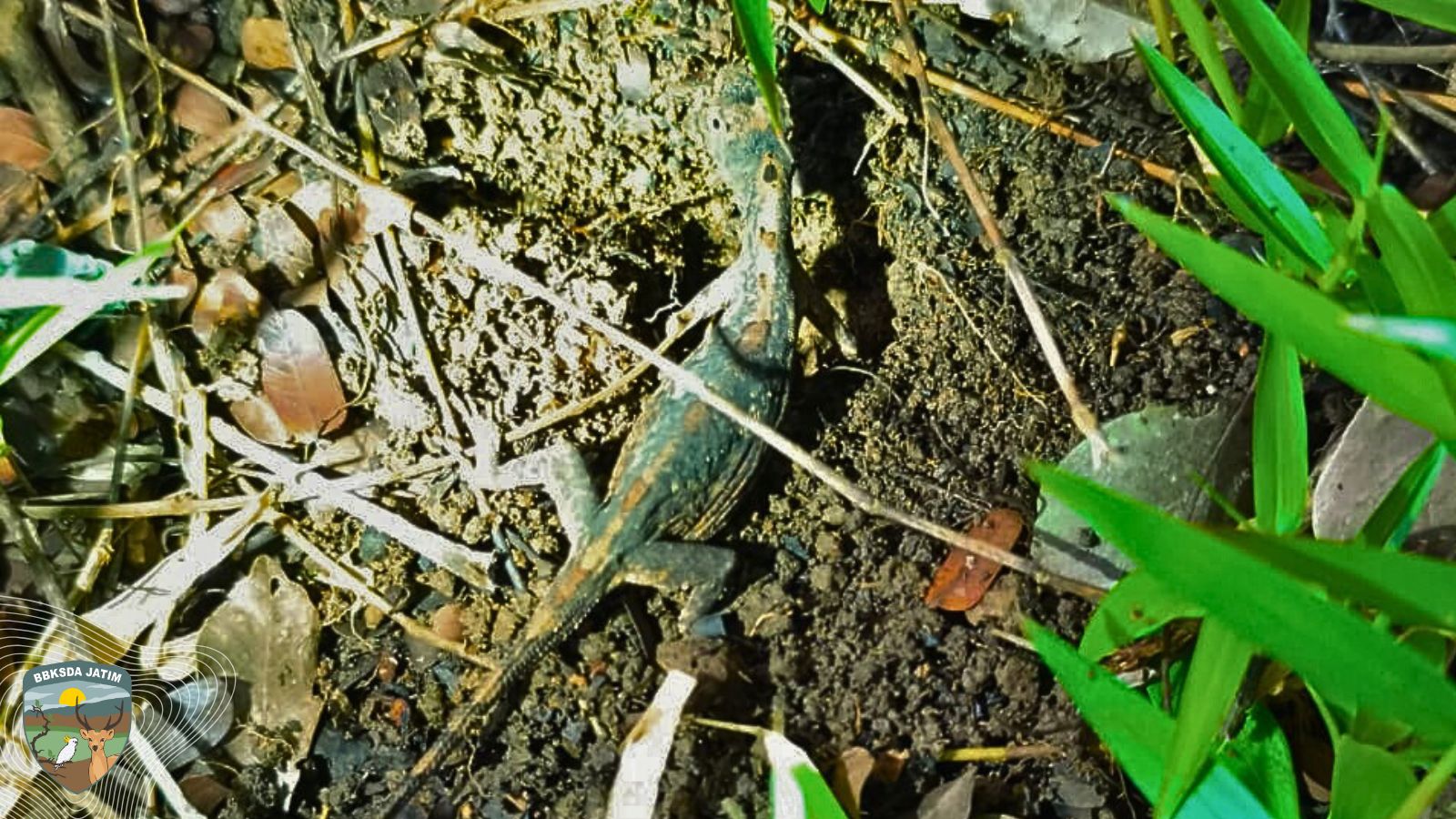 Tiga Butir Telur Terkubur, Saksi Langka Kehidupan Naga Terbang