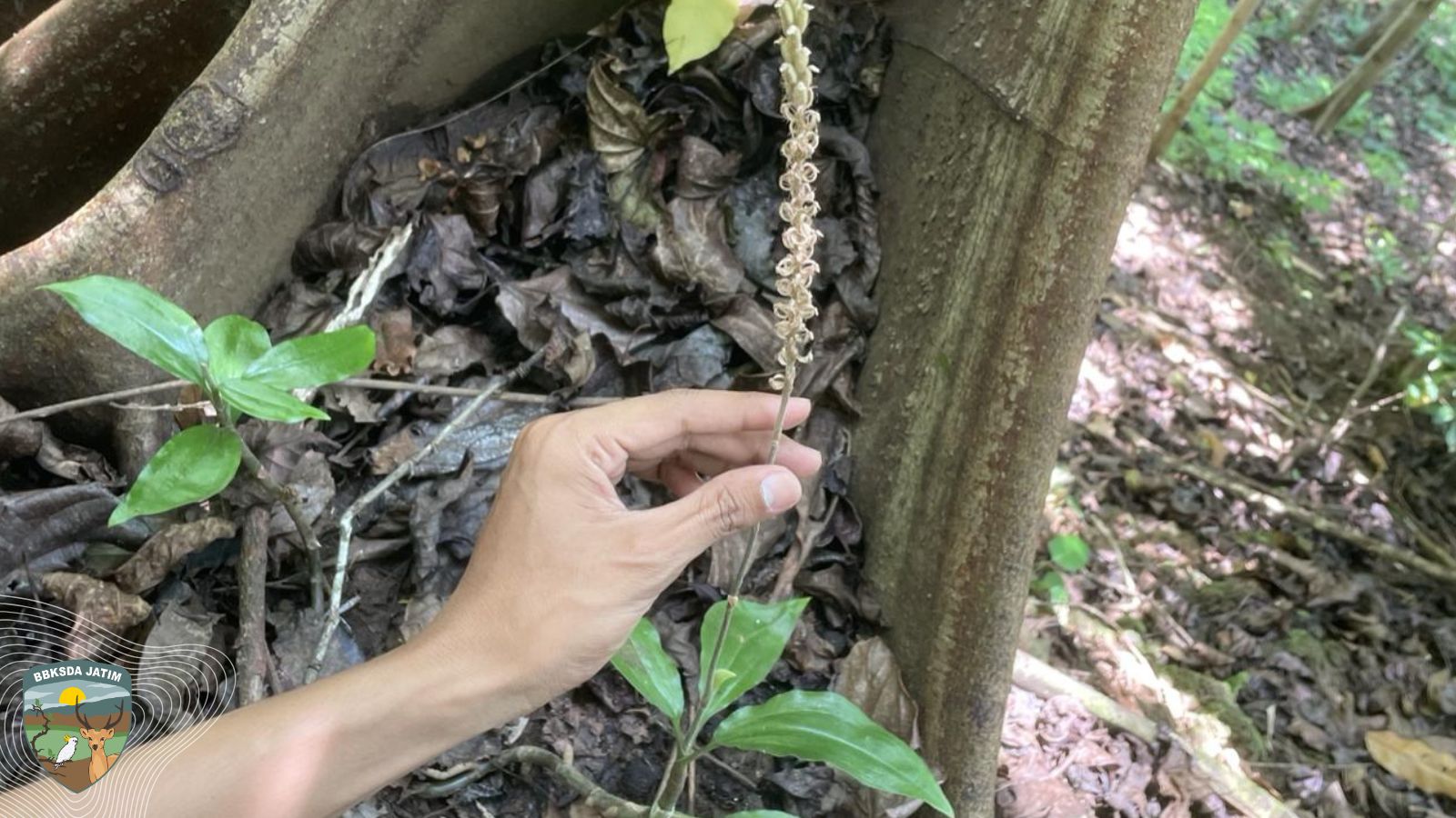 Goodyera sp. di Lereng Gunung Besar, Suaka Margasatwa Pulau Bawean