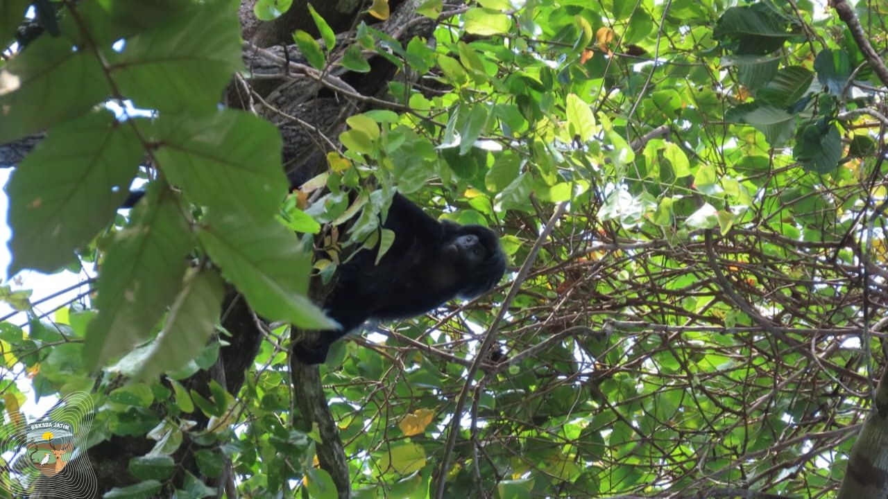 Patroli Menembus Pulau Sempu, Menyibak Jejak Satwa dan Data Kehidupan
