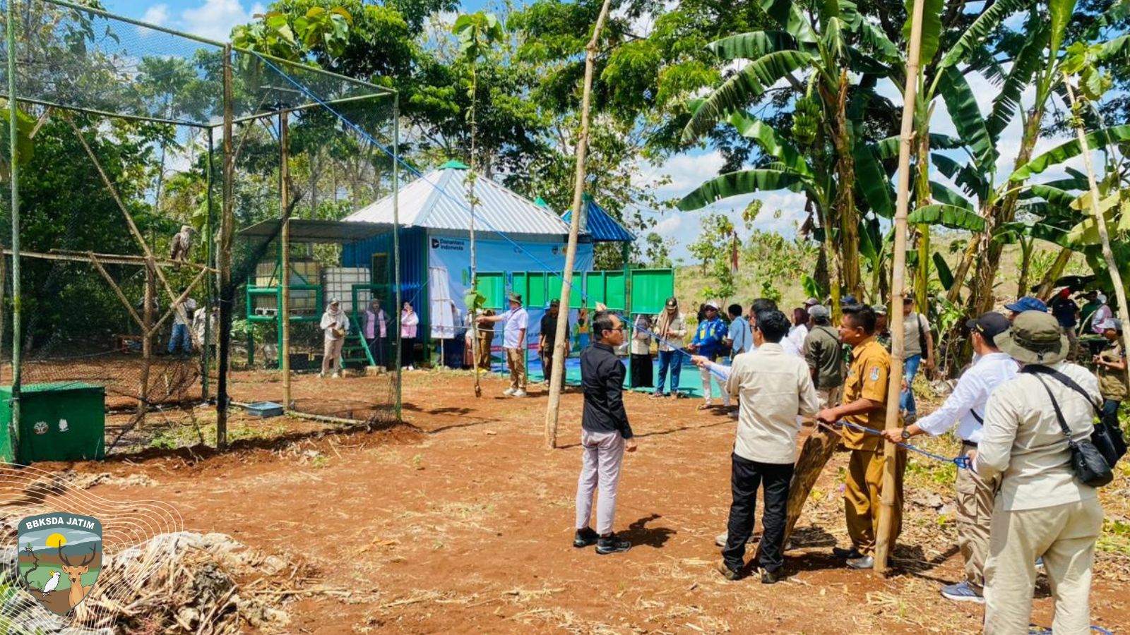 Elang Brontok Kembali ke Gua Nglirip, Dari Barang Bukti Menjadi Penjaga Langit Tuban