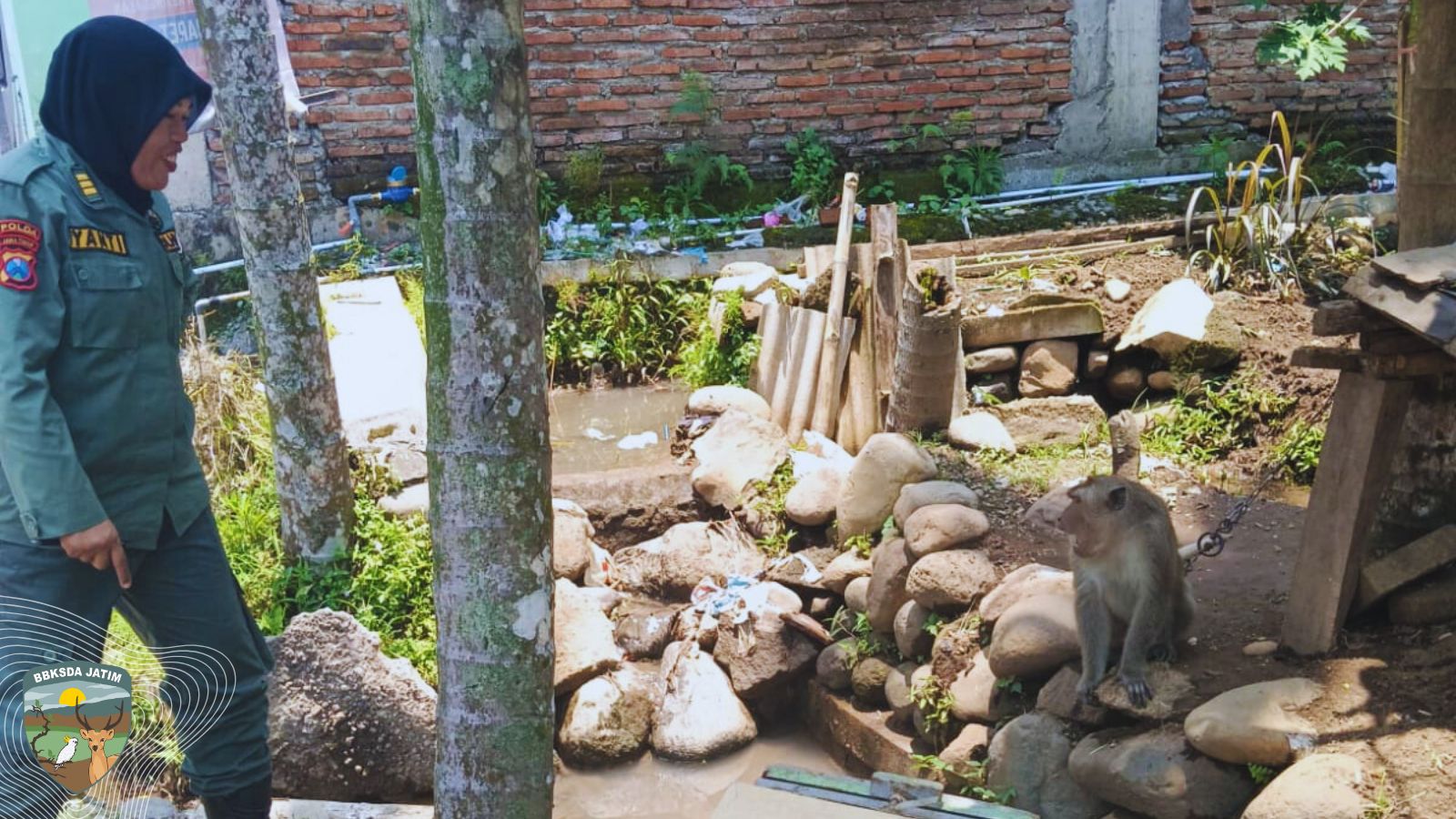 Warga Pakis Jember, Serahkan Monyet Ekor Panjang ke BBKSDA Jatim