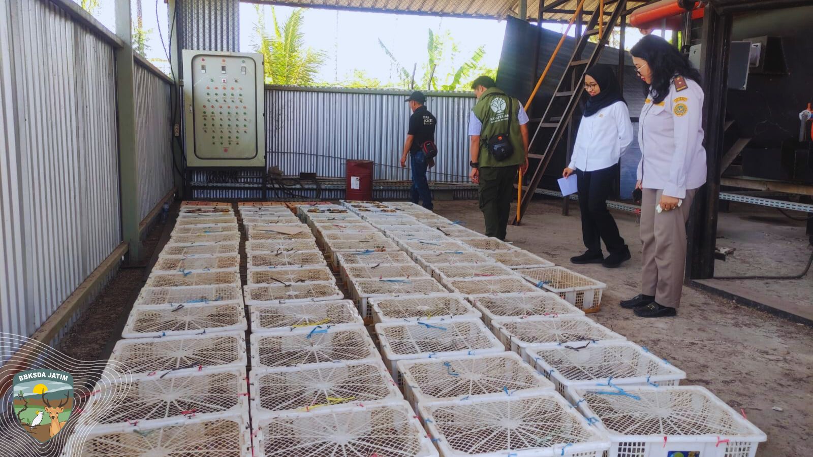 Aksi Cepat Karantina Ketapang dan BBKSDA Jatim Selamatkan Ribuan Burung dari Lombok