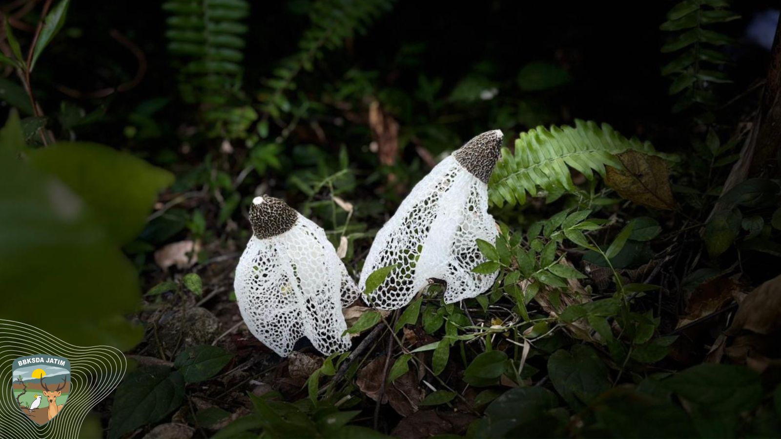 Tudung Pengantin Menari Di Rimba Bawean