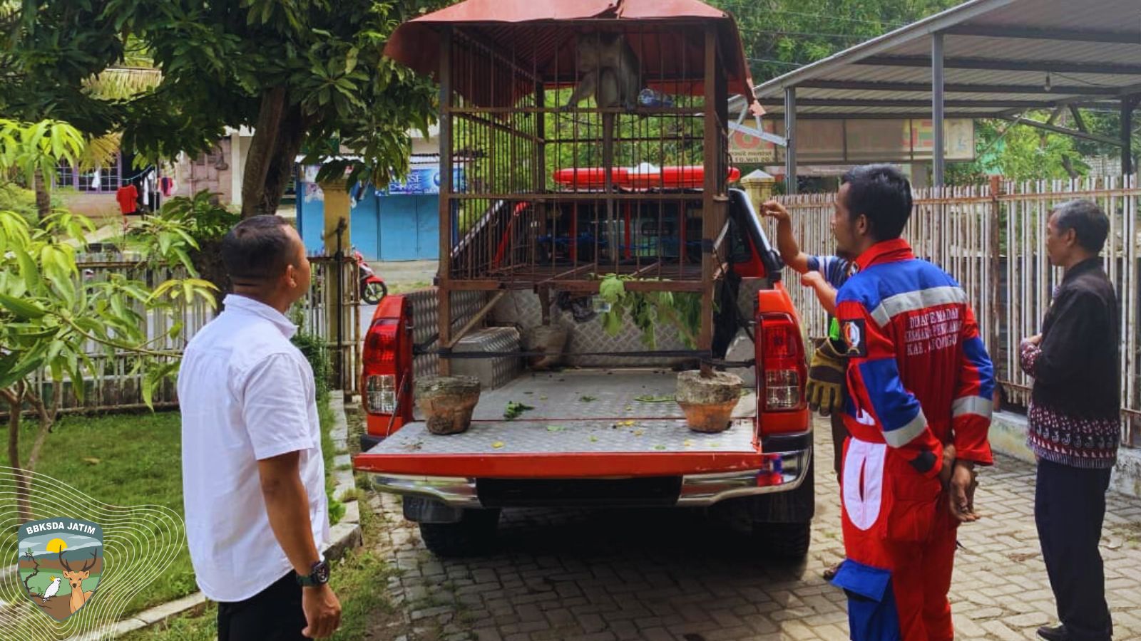 Jalan Pulang  Monyet Ekor Panjang dari Semen Kidul, Bojonegoro