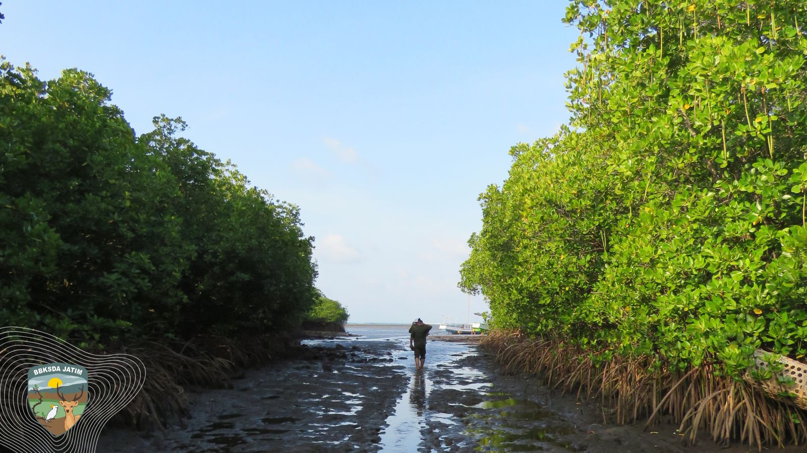 Menembus Rimba Akar Mangrove Bawean, Demi Perbarui Peta Mangrove Nasional