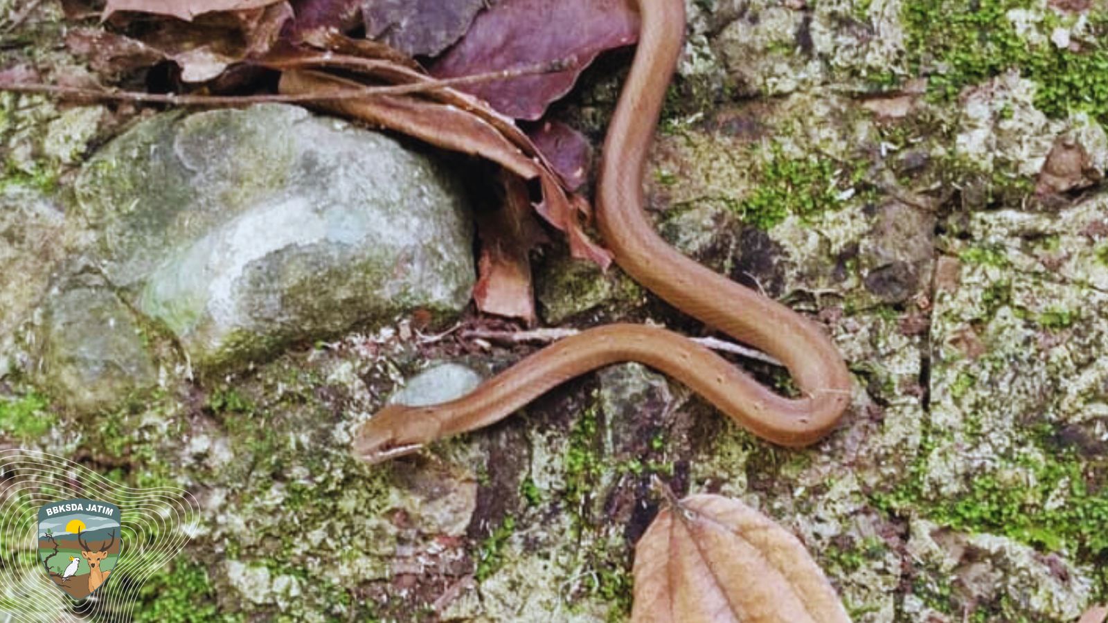 SMART Patrol Bawean Ungkap Kehadiran Ular Viper Palsu