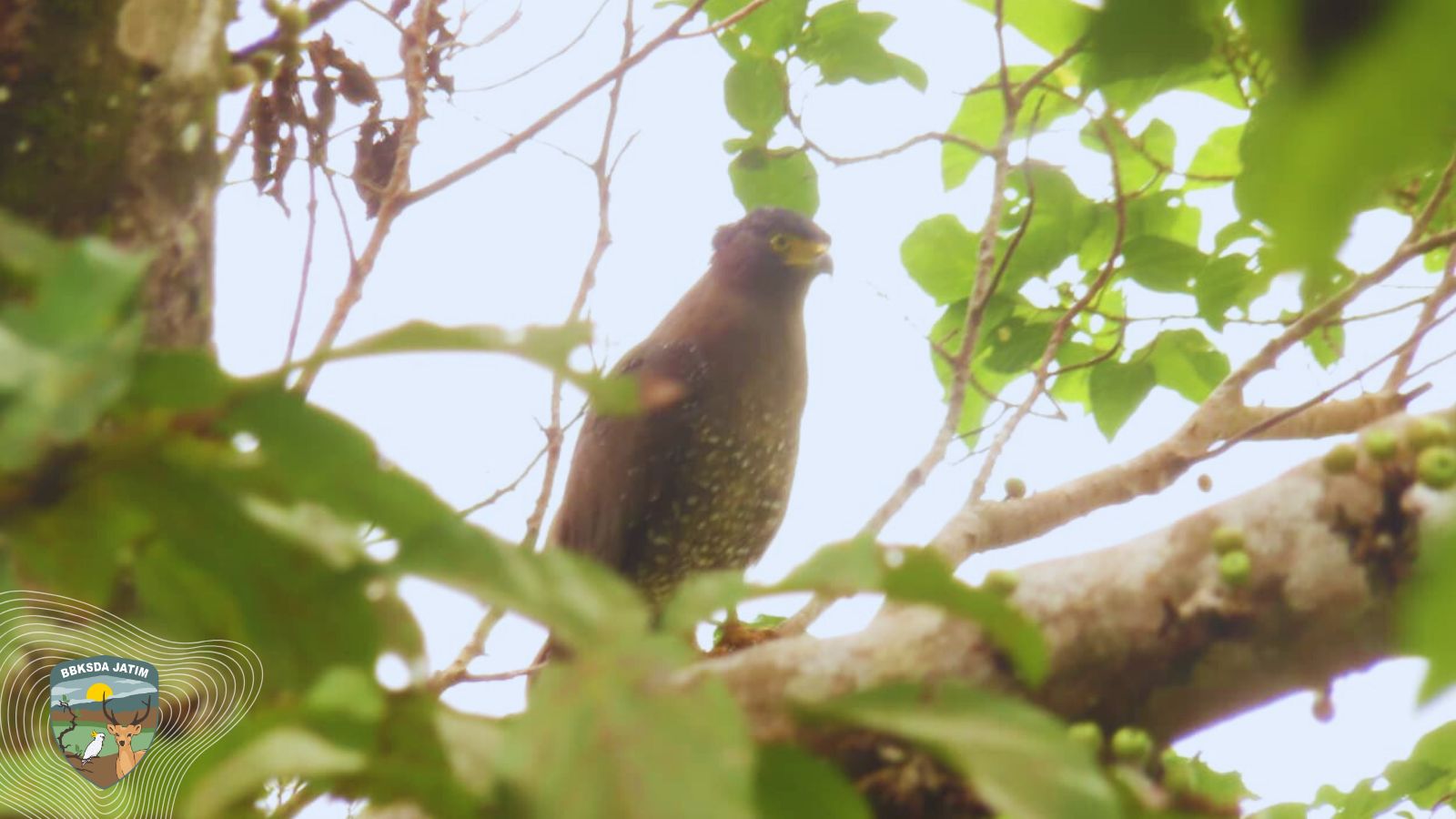 7 Individu Elang Ular Bawean Muncul Serentak di Gunung Besar, Pertanda Apa Ini?