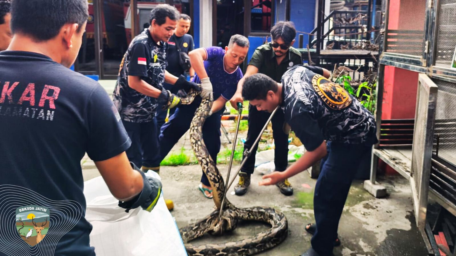 18 Satwa Liar Diselamatkan Damkarla Gresik, Aksi Cepat Tim MATAWALI Bongkar Fakta Interaksi Negatif Manusia–Satwa