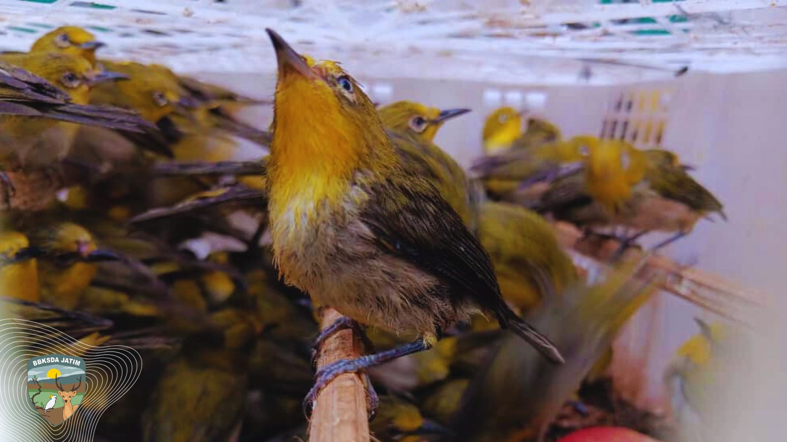 Sinergi Instansi di Tanjung Perak, 476 Burung Diselamatkan dari Jalur Perdagangan Antar Pulau