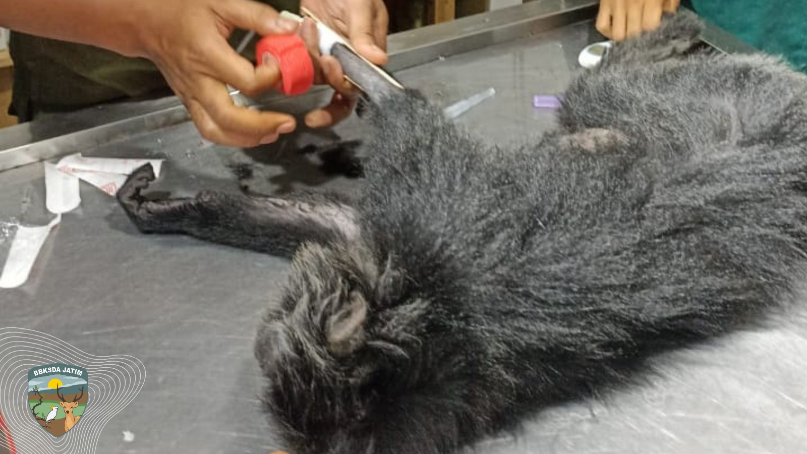 Tersengat Listrik, Lutung Jawa Tumbang di Ngawi Purba