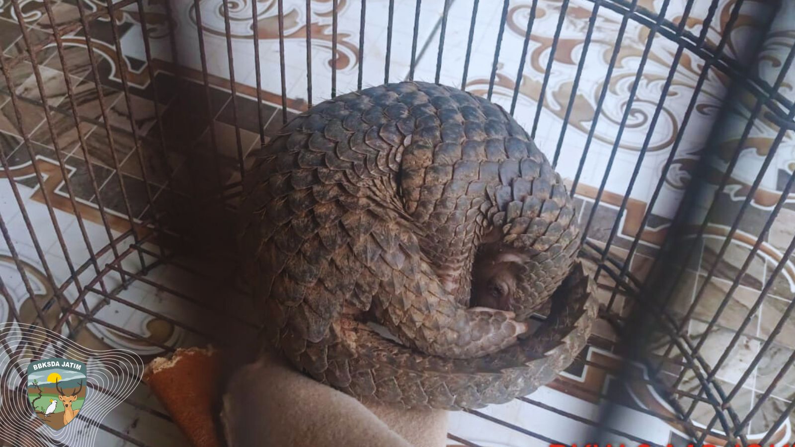 Mamalia Bersisik Muncul dari Koridor Hutan yang Kian Terputus