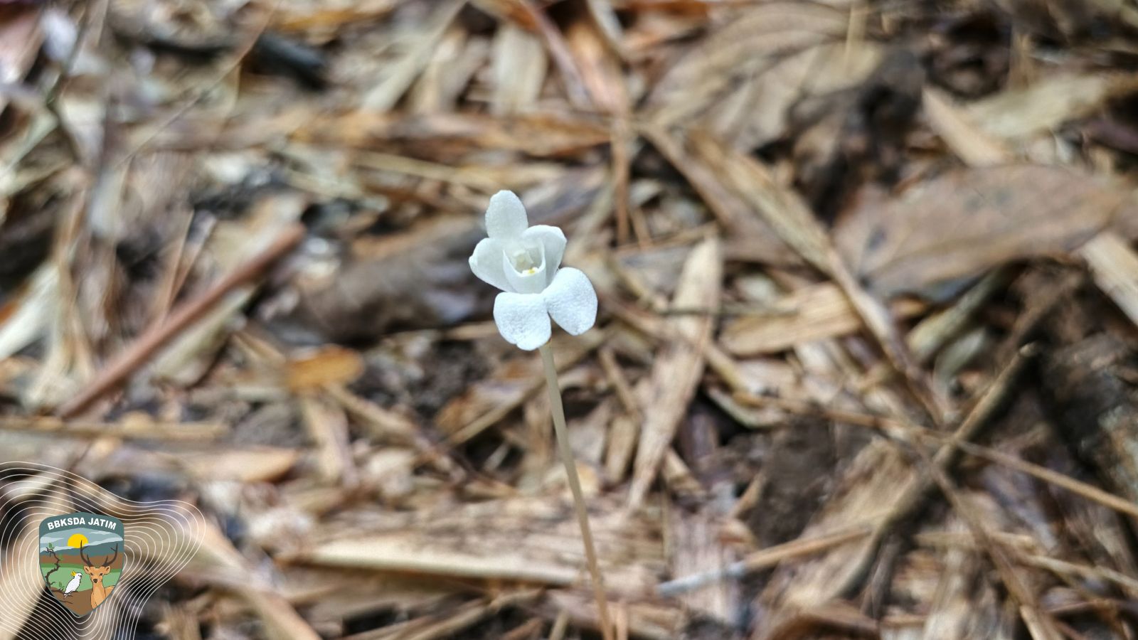 Hantu Putih dari Dasar Hutan Bawean, Anggrek Tanah Langka Didymoplexis pallens