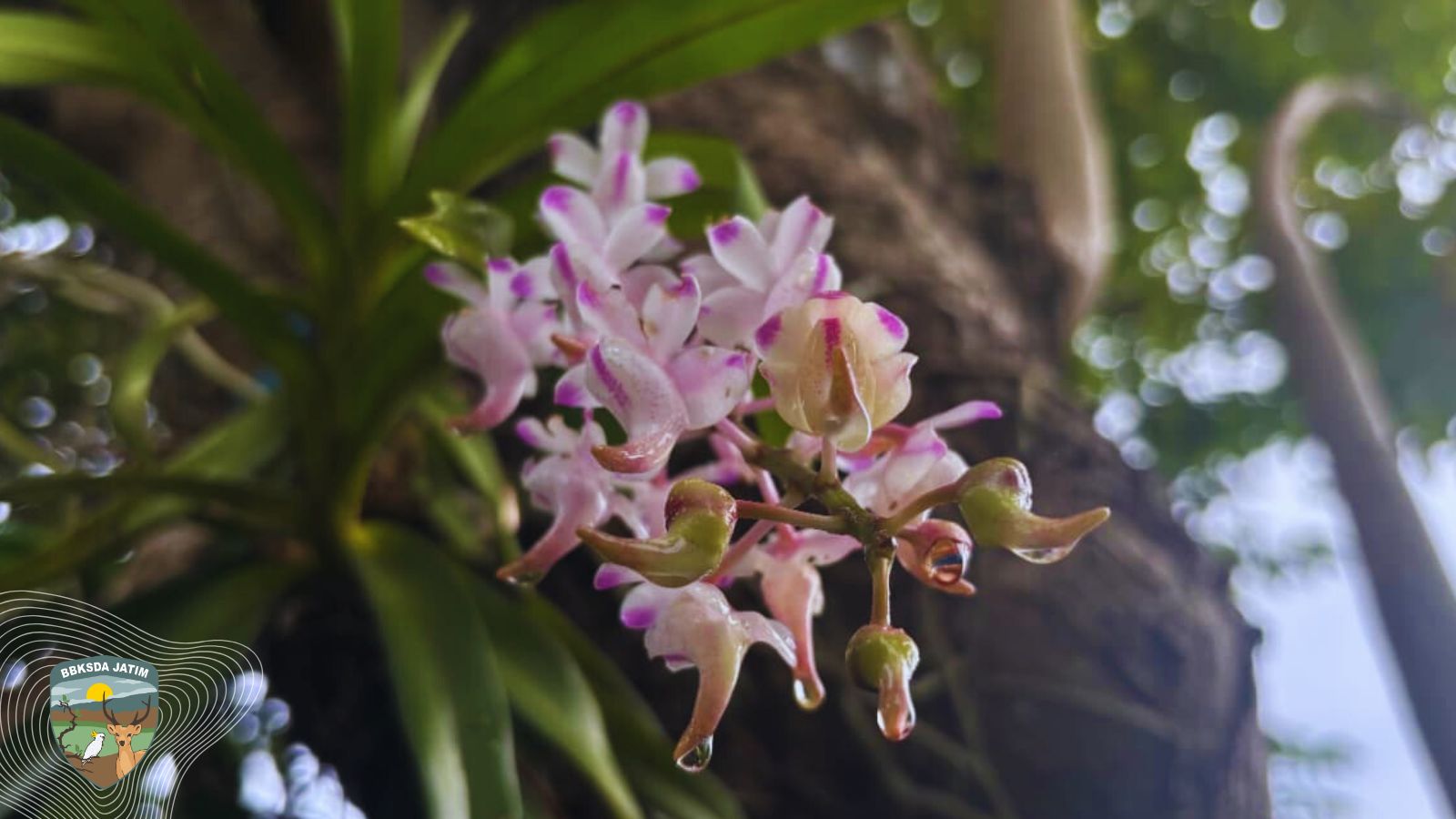Tiga Tahun Tak Berbunga, Anggrek Misterius di Bawean Akhirnya Mengungkap Jati Dirinya!