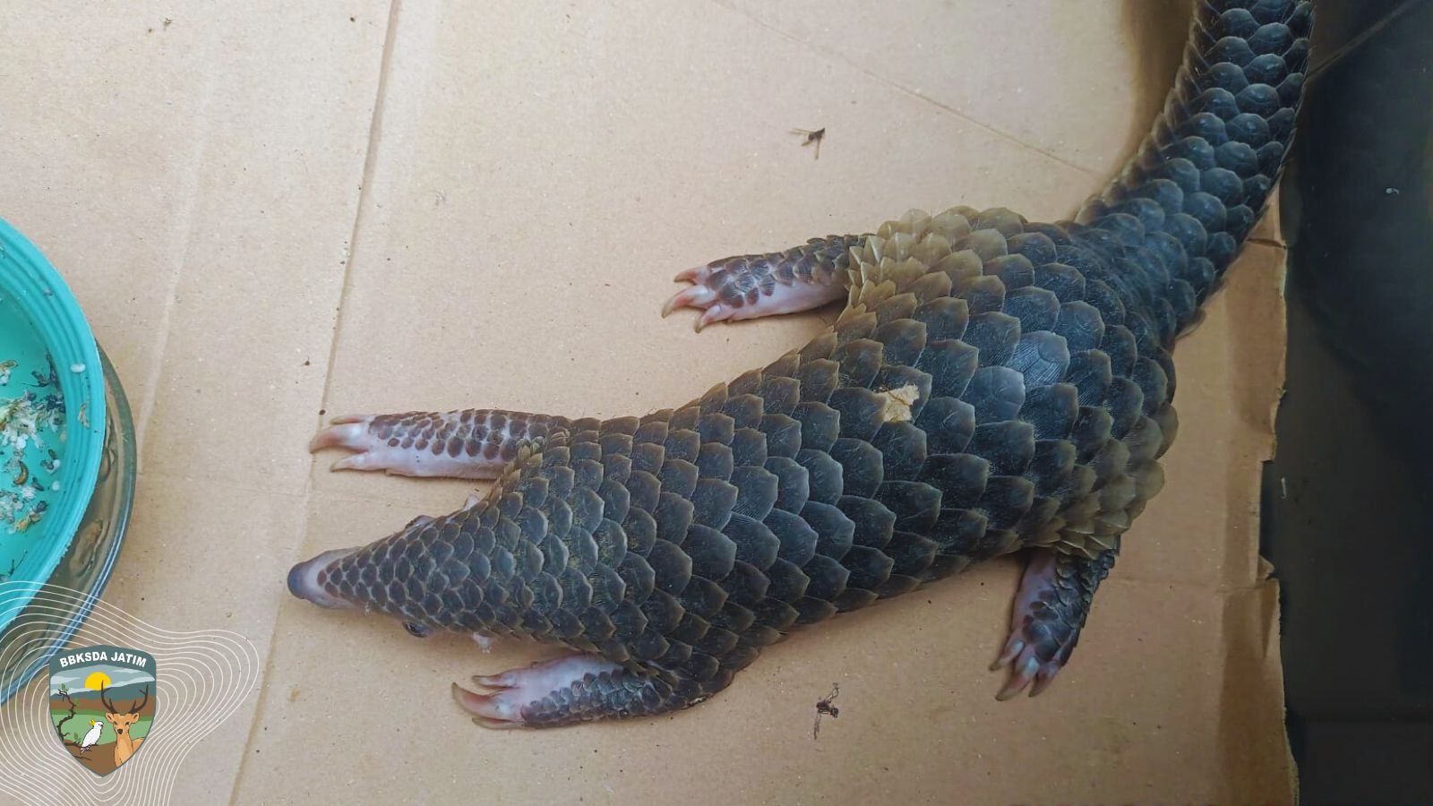 Misteri Koridor Trenggiling dan Jejak Sanca di Musim Hujan di Mojokerto