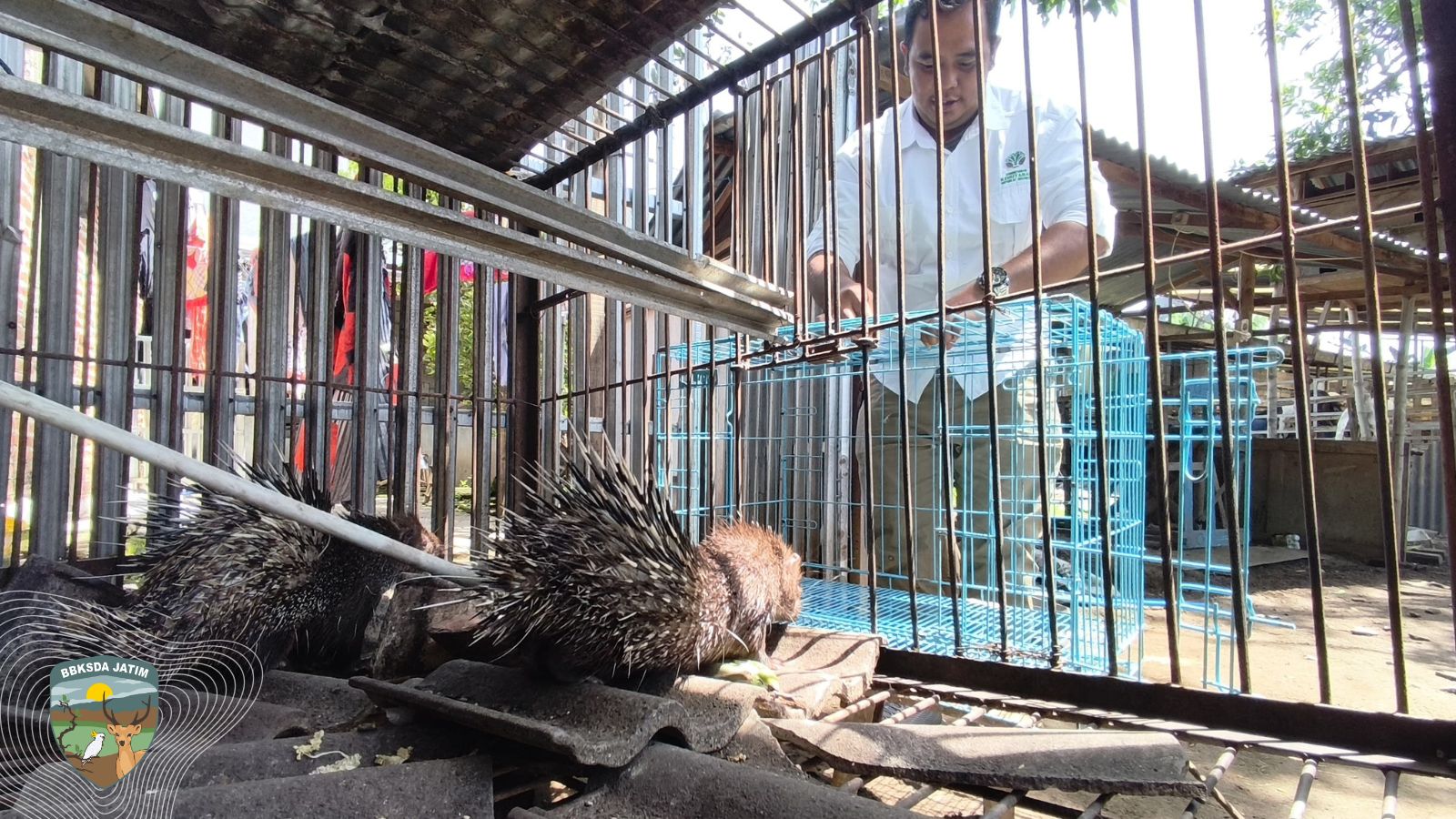 BBKSDA Jawa Timur Evakuasi Landak Jawa