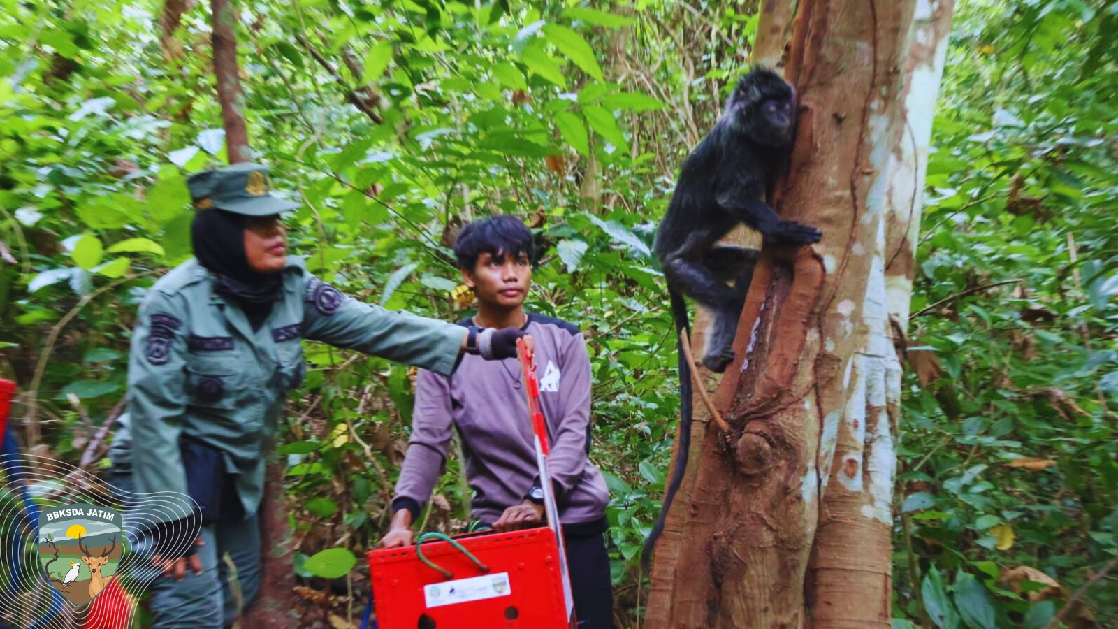 Tiga Lutung Jawa Kembali ke Rimba Nusa Barung