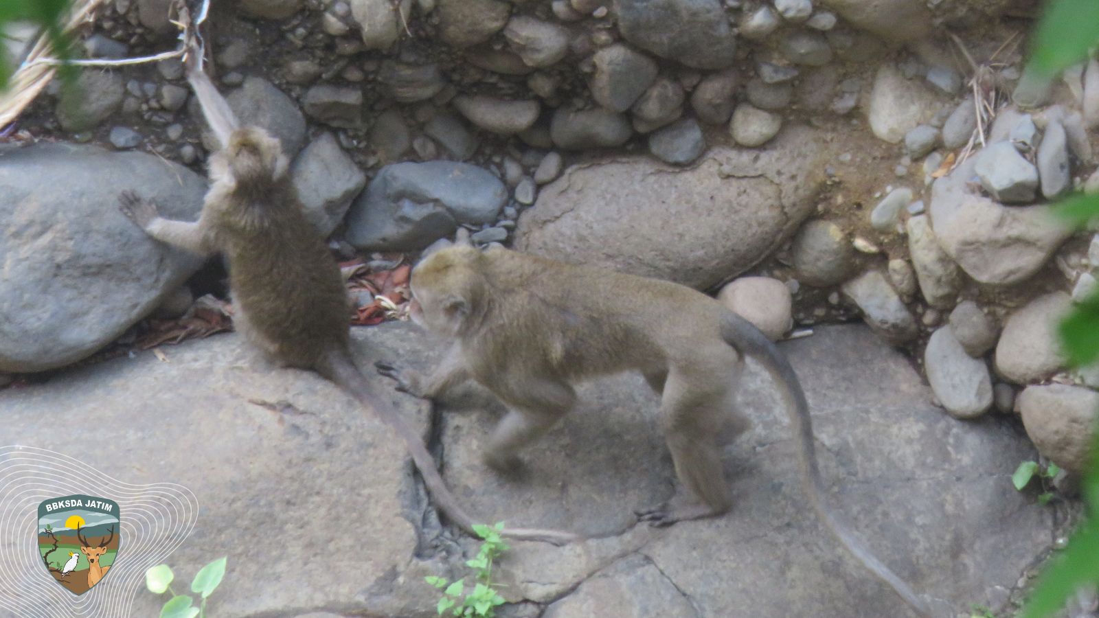 Pantai Dibuka, Konflik Monyet-Manusia Tak Terhindarkan di Pacitan