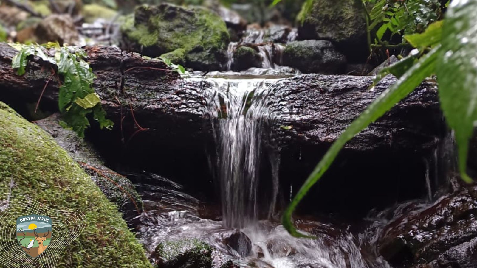 Bagaimana Lima Mata Air di Sigogor Menopang Hidup, dari Hutan hingga Madiun