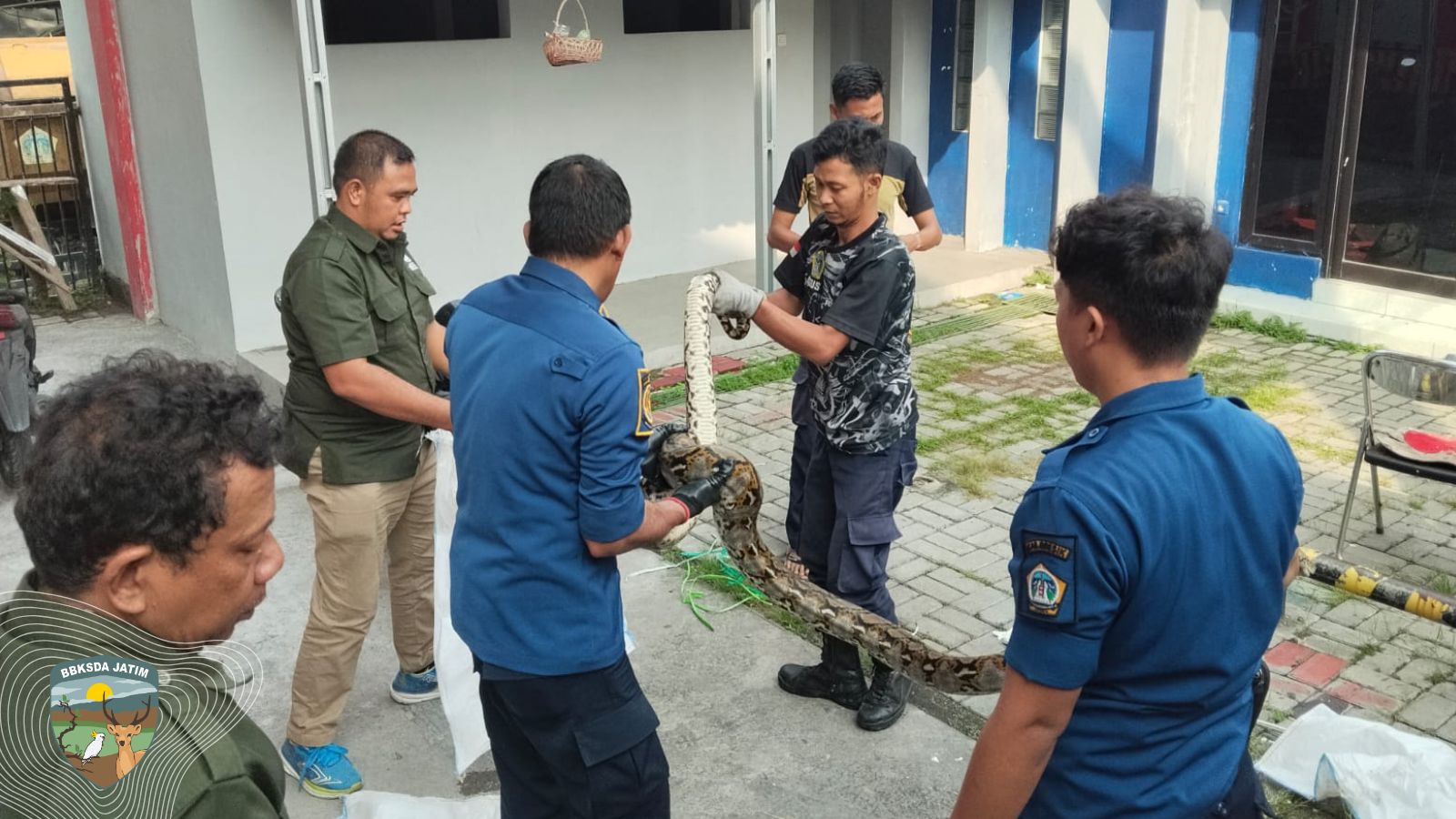 Ular Bermunculan, MATAWALI–Damkarla Selamatkan Belasan Satwa Liar