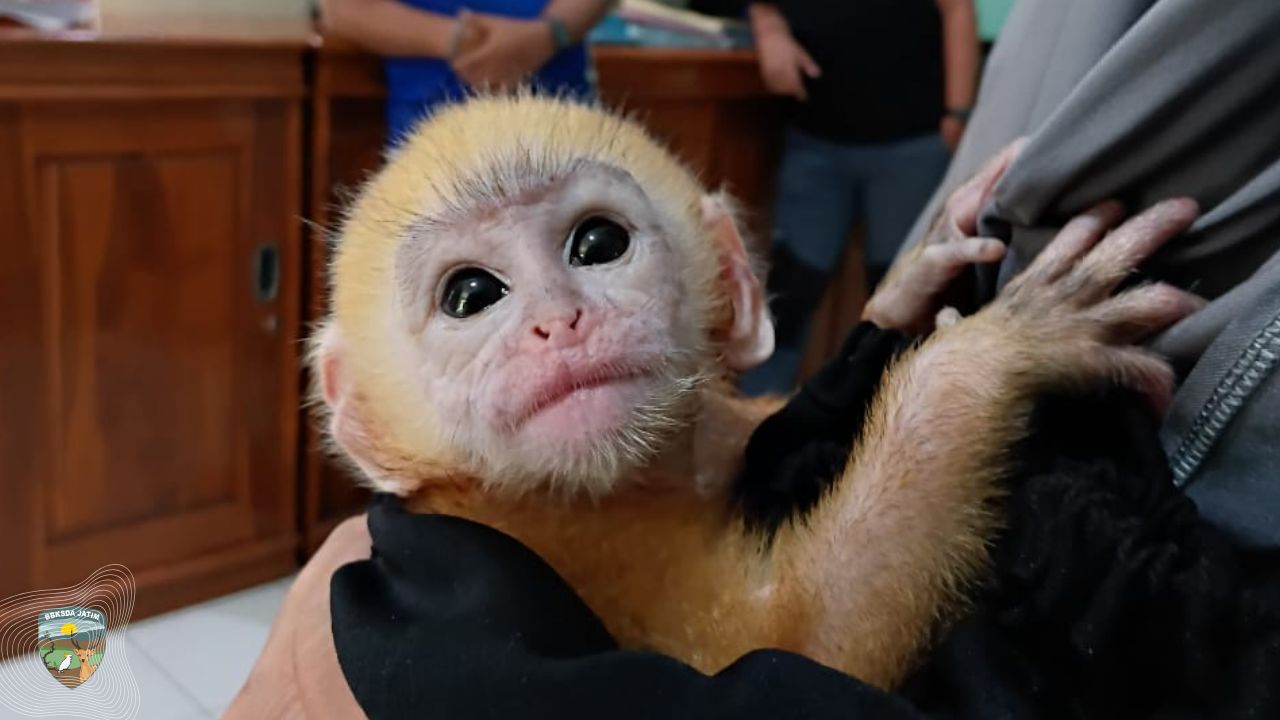 Bayi Lutung Jawa Yang Diselamatkan Tim Cyber Patrol Polres Probolinggo, Diserahkan ke BBKSDA Jatim