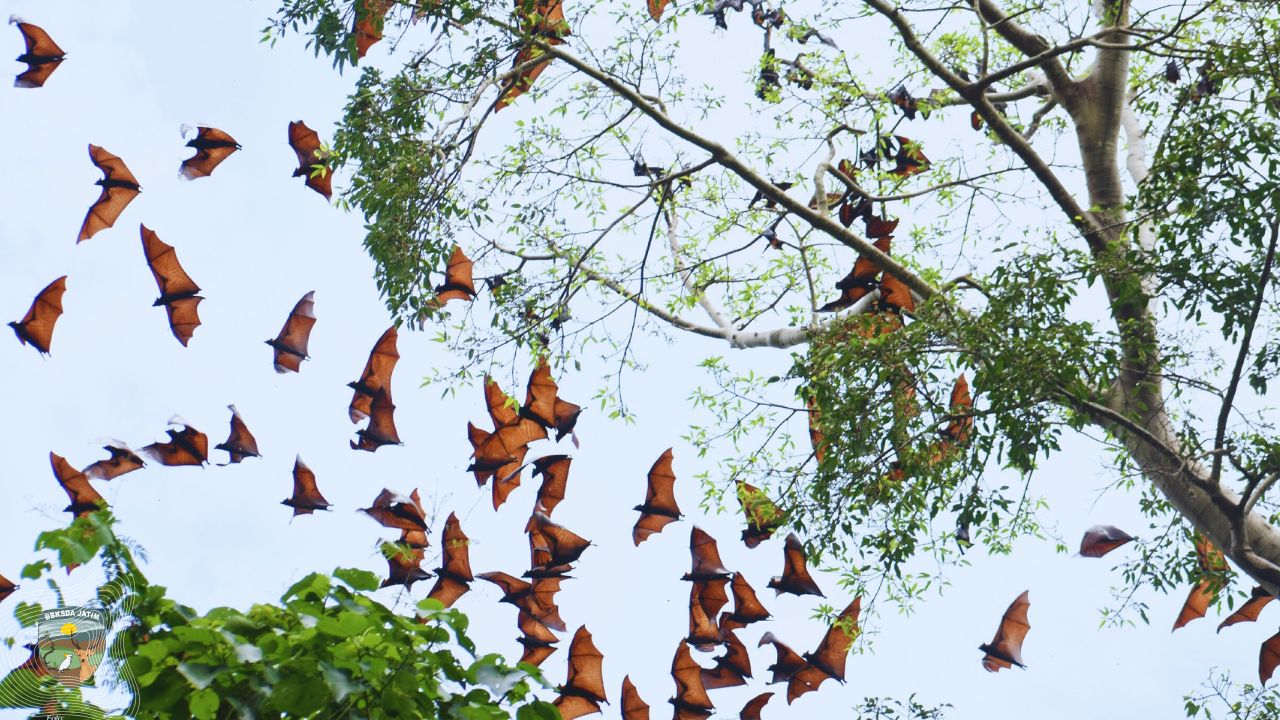 Kembalinya Penjaga Malam, Jejak Migrasi Kalong Besar di Cagar Alam Manggis Gadungan