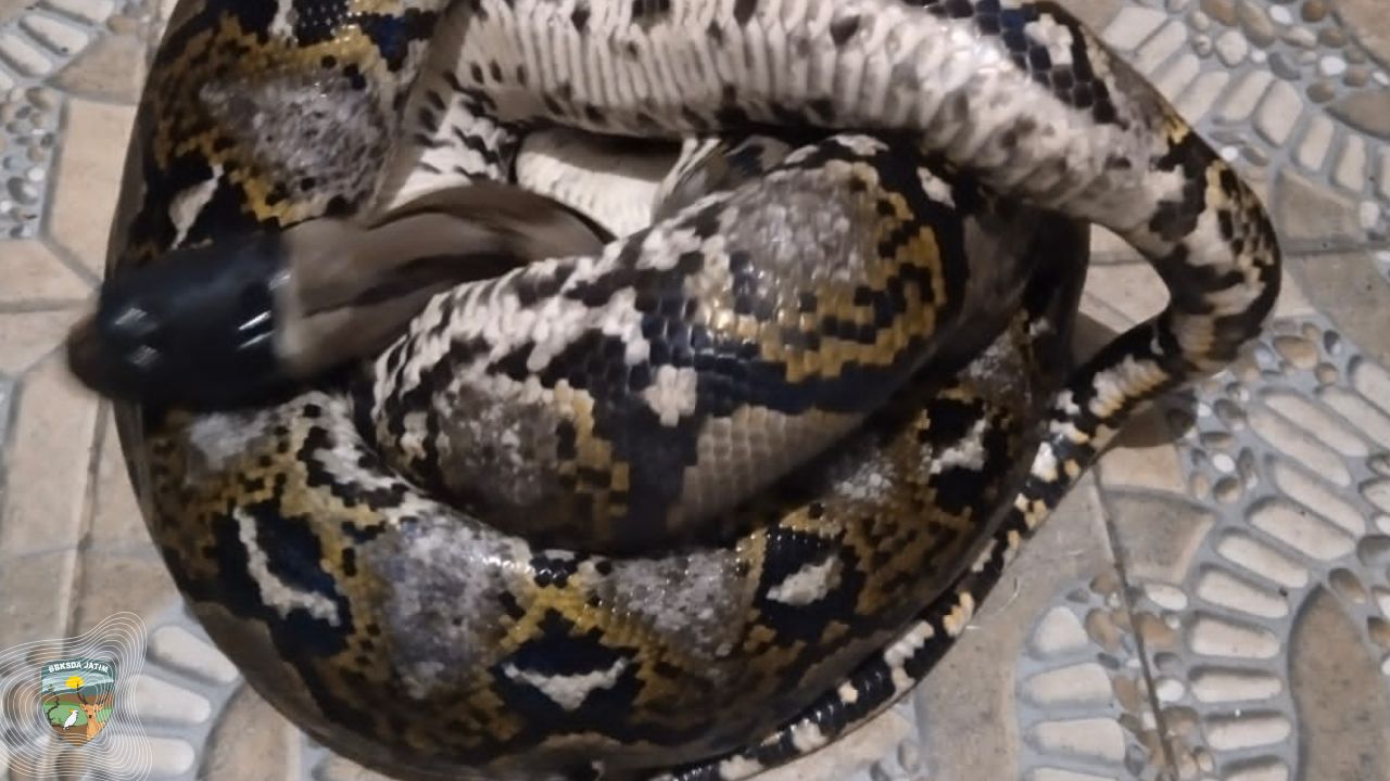 Melata di Antara Rumah, Seekor Sanca Dievakuasi