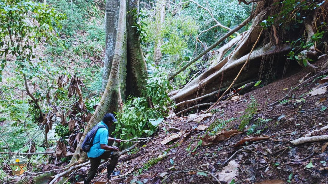 Bukan Sekadar Pohon Tumbang, Alam di Bawean Sedang Mengajar Kita Cara Memulihkan Hutan