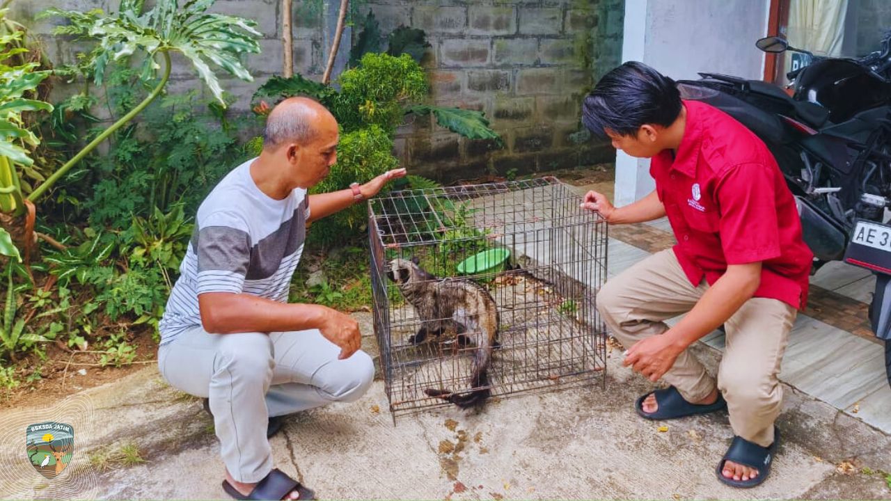 Tiga Tahun Terjebak Dalam Kandang Karena Tren Media Sosial,  Musang Ini Siap Kembai Ke Alam