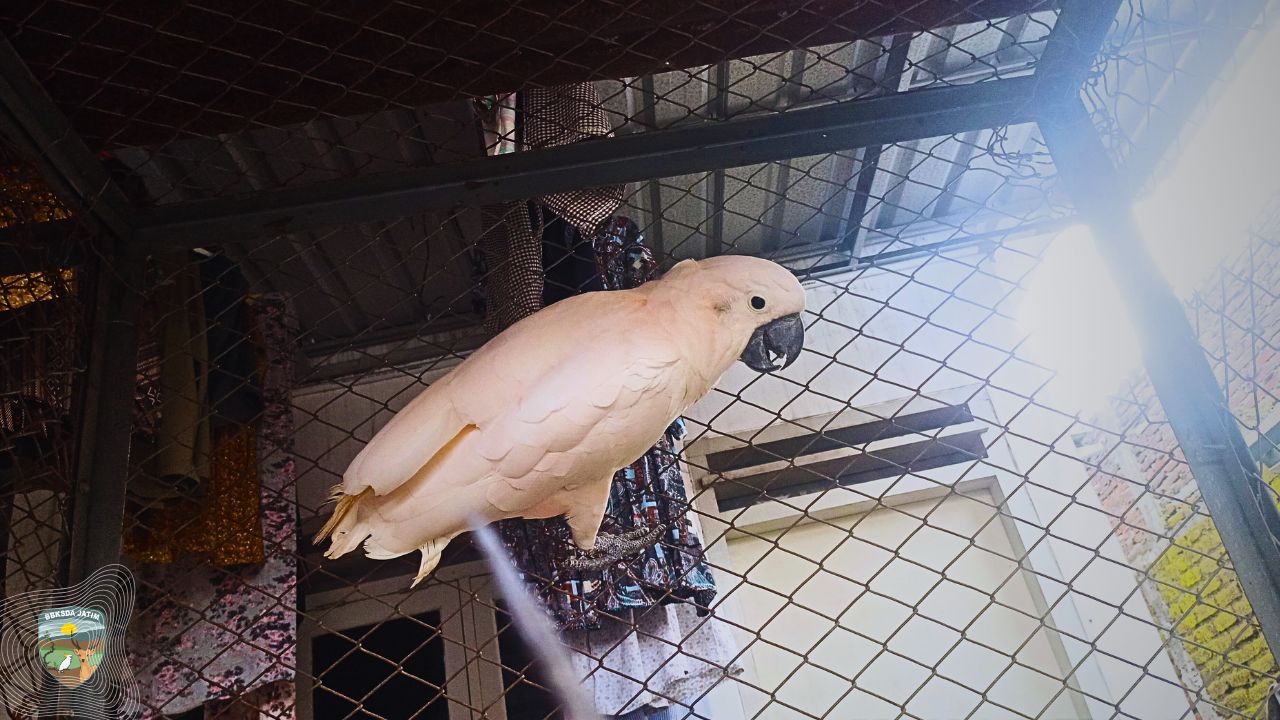 Warga Tambaksari Serahkan Dua Kakatua Langka