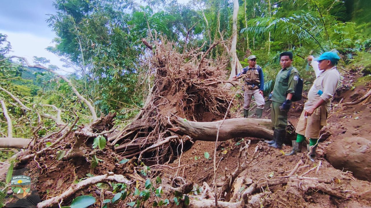 Bagaimana Satu Pohon Roboh Menguji Ketangguhan Konservasi Bawean?