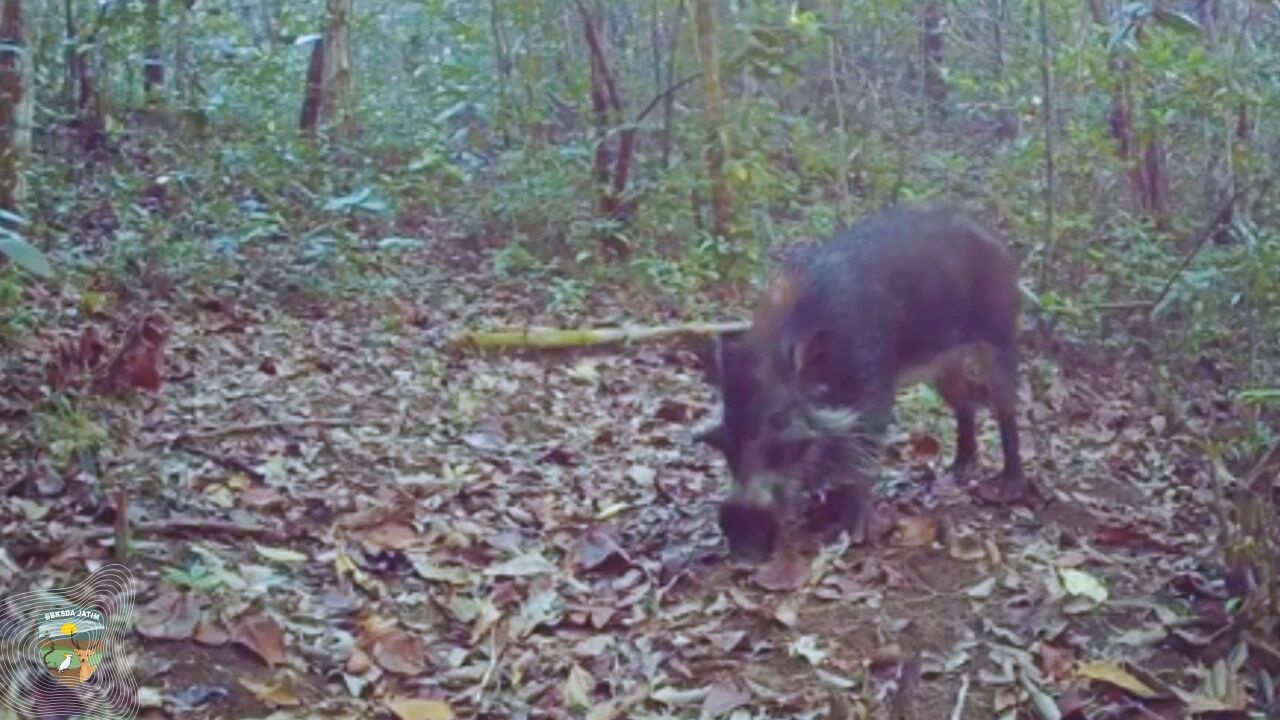 Dikira Hama, Tapi Babi Kutil Bawean Ternyata Penjaga Ekosistem Pulau