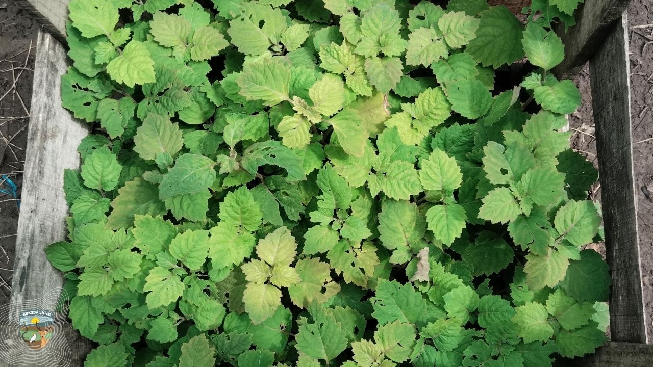 Nilam, Lahan Tidur, dan Batas Ekologi Pulau Bawean