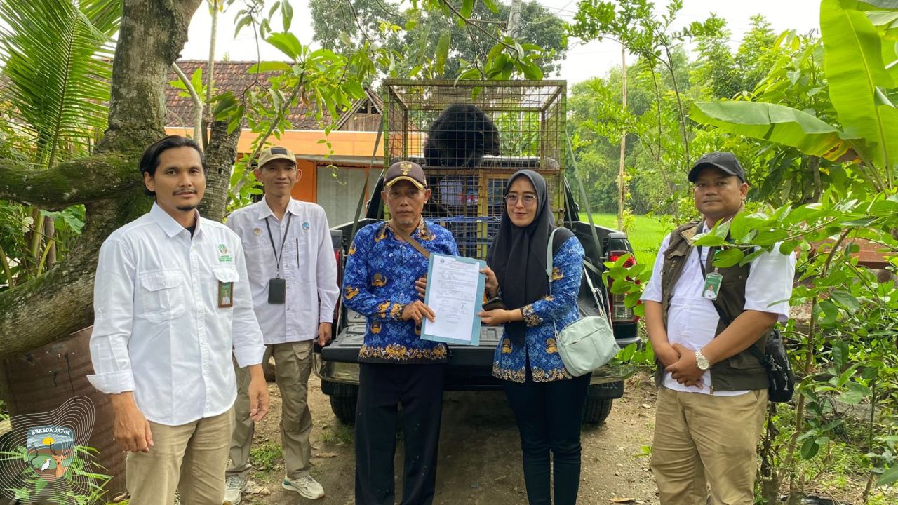 Tim Matawali Evakuasi Binturong Serahan Warga Ngawi