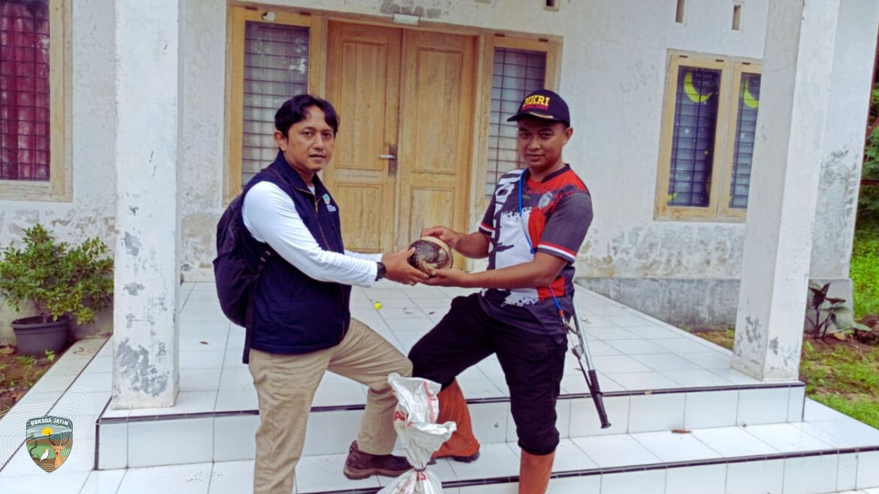 Matawali Bergerak, Trenggiling dan Sanca Kembang Diselamatkan dalam Satu Hari