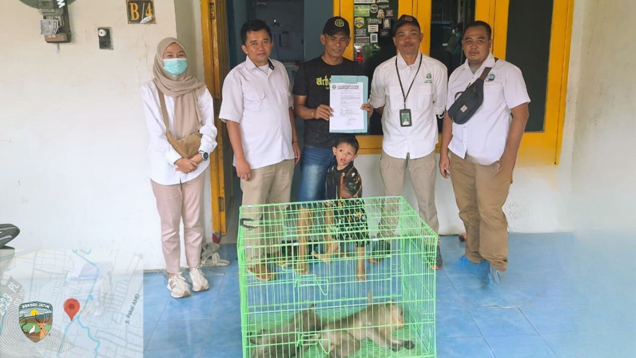 Tim Matawali Evakuasi Dua Monyet Ekor Panjang dari Permukiman Benowo