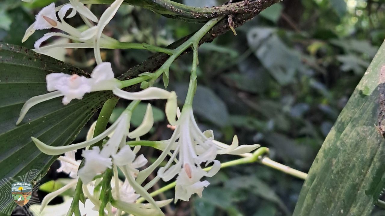 Corymborkis, Penghuni Lantai Hutan Manggis