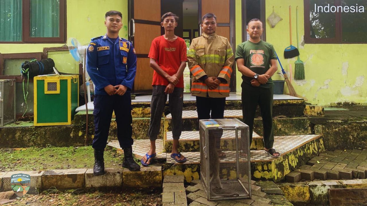 Monyet Penyerahan Warga Kabunan, Dievakuasi Damkar Bojonegoro, Dirawat Unit Penyelamatan Satwa BBKSDA Jatim