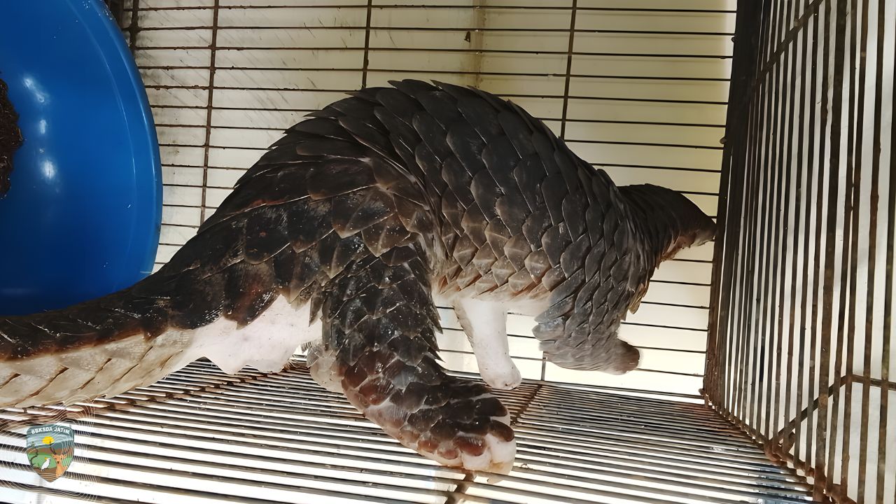 Hubungi Call Center, Trenggiling Diserahkan Warga Singosari