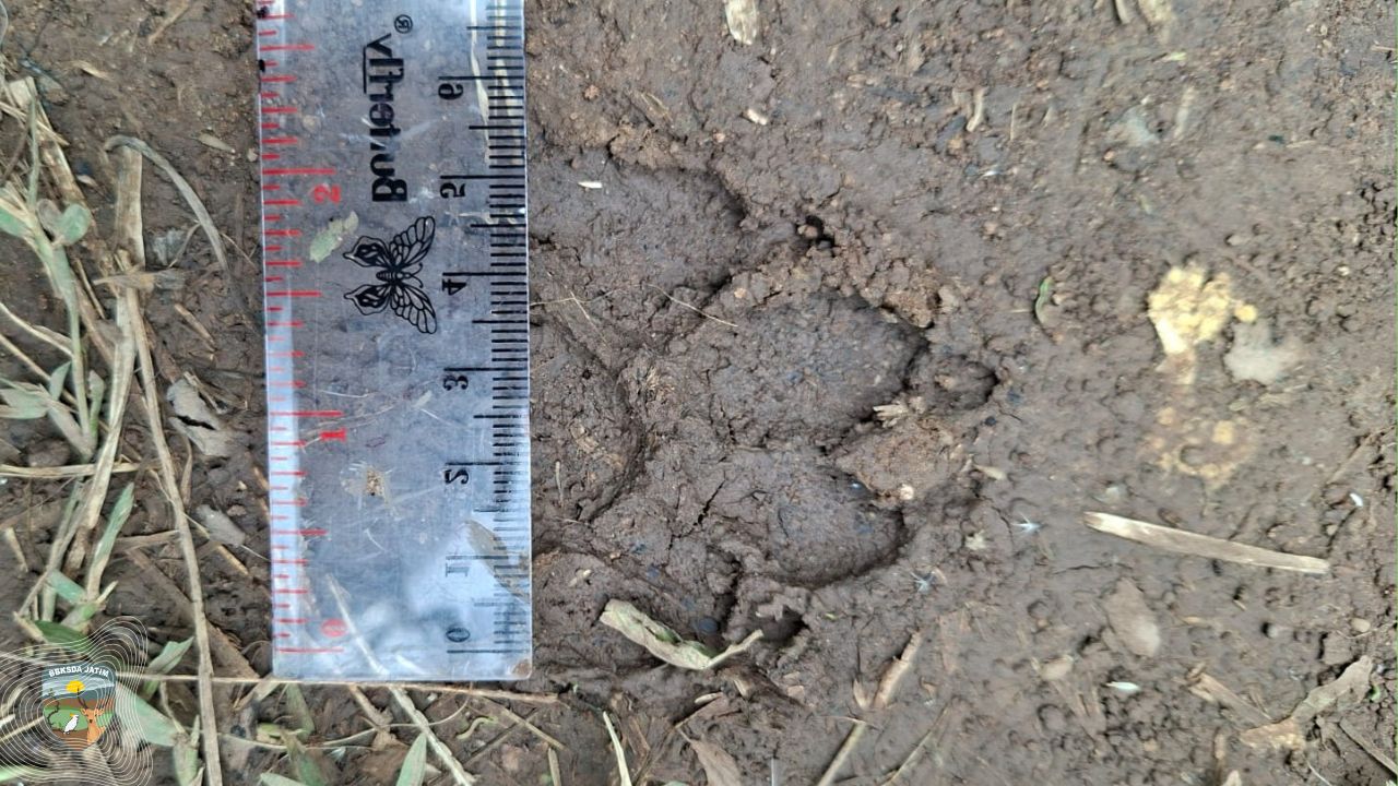 Membaca Jejak Alam, Tim BBKSDA Jatim Telusuri Dugaan Hewan Buas Pengganggu Ternak di Dagangan Madiun