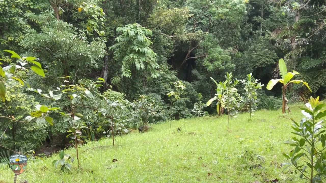 Pemulihan Ekosistem Bukan Sekadar Menanam, BBKSDA Jatim Ingin Pastikan Hutan Bawean Bangkit Kembali