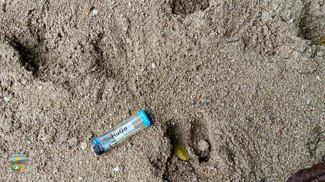 Malaka Tumbang, Jejak Rusa Terpantau di Saobi