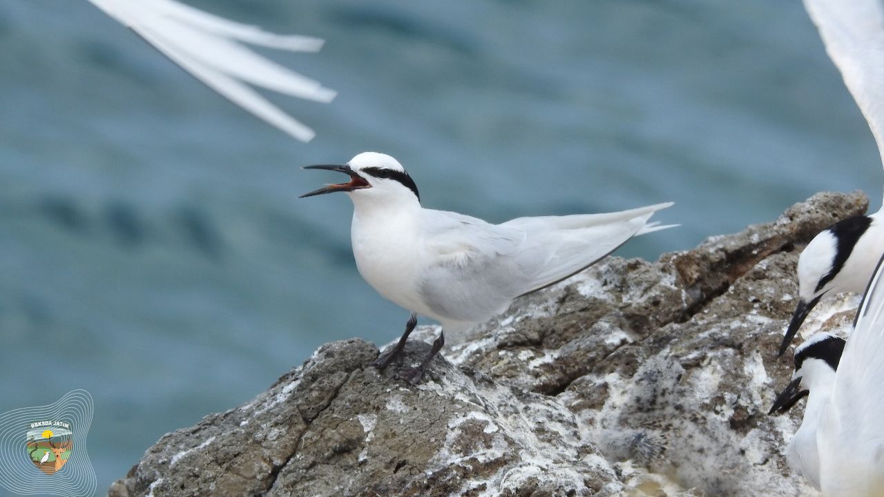 AWC 2026 Dimulai, KSDA Jatim Perkuat Pemantauan Burung Air dan Ekosistem Lahan Basah