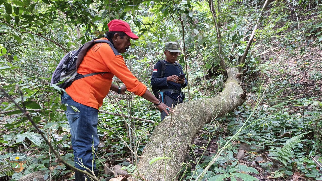 Patroli Konservasi Jejak Rusa di Bawean, Menjaga Genetik, Menjaga Nadi